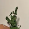 Описание картинки Skabbik's Plaguepack от Infinity_Art по цене 2 800руб | Свободный Рынок Миниатюр - СРМ - изображение - №4