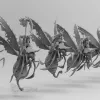 Описание картинки Plague Bugs от 3Д-Печка по цене 800руб | Свободный Рынок Миниатюр - СРМ - изображение - №4