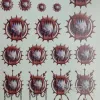Описание картинки Transfer Sheet World Eaters от ССП по цене 1 800руб | Свободный Рынок Миниатюр - СРМ - изображение - №2