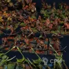 Описание картинки Wood Elves Army upd photo от Maeglin по цене 80 000руб | Свободный Рынок Миниатюр - СРМ - изображение - №3