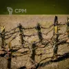 Описание картинки 3 ограды из колючей проволоки ✠ TRENCH CRUSADE  ✠  1-я Мировая от Big Brain Terrain по цене 1 050руб | Свободный Рынок Миниатюр - СРМ - изображение - №2