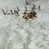 Описание картинки Игровое поле "Замёрзшее озеро" bm046 6'х4' от WargamePrint по цене 3 450руб | Свободный Рынок Миниатюр - СРМ - изображение - №6
