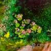 Описание картинки Лесной пруд - террейн для ДнД, варгеймов от Big Brain Terrain по цене 1 850руб | Свободный Рынок Миниатюр - СРМ - изображение - №3