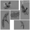 Описание картинки Night Lords two pairs Claws от Стальные Небеса по цене 200руб | Свободный Рынок Миниатюр - СРМ - изображение - №2