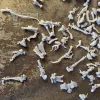 Описание картинки Kill Team: Hand of the Archon от Хитрый гретчин  по цене 600руб | Свободный Рынок Миниатюр - СРМ - изображение - №2