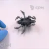 Описание картинки Biovore от Подземный человек по цене 300руб | Свободный Рынок Миниатюр - СРМ - изображение - №2