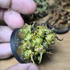 Описание картинки Нурглинги (nurglings) от Salamandra по цене 7 000руб | Свободный Рынок Миниатюр - СРМ - изображение - №3