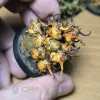 Описание картинки Нурглинги (nurglings) от Salamandra по цене 7 000руб | Свободный Рынок Миниатюр - СРМ - изображение - №4