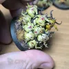 Описание картинки Нурглинги (nurglings) от Salamandra по цене 7 000руб | Свободный Рынок Миниатюр - СРМ - изображение - №6