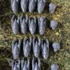 Описание картинки Phoenix Guard (Phoenix Cohort) от _Revan по цене 1 150руб | Свободный Рынок Миниатюр - СРМ - изображение - №4