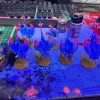 Описание картинки Армия демонов хаоса (chaos daemons army) РАСПИЛ от Семён В. по цене 150 000руб | Свободный Рынок Миниатюр - СРМ - изображение - №4