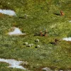 Описание картинки Игровое поле Vernal grass от Строго по-Имперски по цене 1 468руб | Свободный Рынок Миниатюр - СРМ - изображение - №3