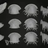 Описание картинки Emperor's Children Armiger armor upgarde от Laboratory of Chaos по цене 450руб | Свободный Рынок Миниатюр - СРМ - изображение - №6