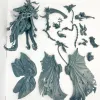 Описание картинки Mortarion от DREAMCUBE по цене 1 500руб | Свободный Рынок Миниатюр - СРМ - изображение - №6