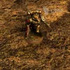 Описание картинки Игровое поле "Frontline" ss007 6'х4' от WargamePrint по цене 3 450руб | Свободный Рынок Миниатюр - СРМ - изображение - №5