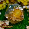 Описание картинки Заклинание Цветения. Монокуб d20 (34 мм.) от Gabrigame_Terrain по цене 1 090руб | Свободный Рынок Миниатюр - СРМ - изображение - №2