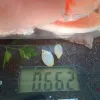 Описание картинки Брак 3д печати от Орки с наГорки по цене 100руб | Свободный Рынок Миниатюр - СРМ - изображение - №2