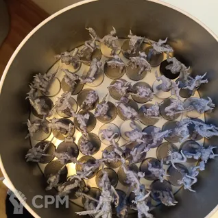 Описание картинки Poxwalkers 60 шт от MustamgriM по цене 3 000руб | Свободный Рынок Миниатюр - СРМ