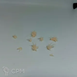 Описание картинки Grass Tufts от Орки с наГорки по цене 150руб | Свободный Рынок Миниатюр - СРМ
