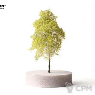 Описание картинки Береза для макета Н=10см. от Morrison-RUS по цене 812руб | Свободный Рынок Миниатюр - СРМ