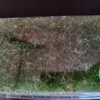 Описание картинки Green Stuff World Grass Mats Cut-Out от Fazilyek по цене 1 200руб | Свободный Рынок Миниатюр - СРМ